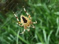 /album/araneidae/araneus-marmoreus5-jpg/